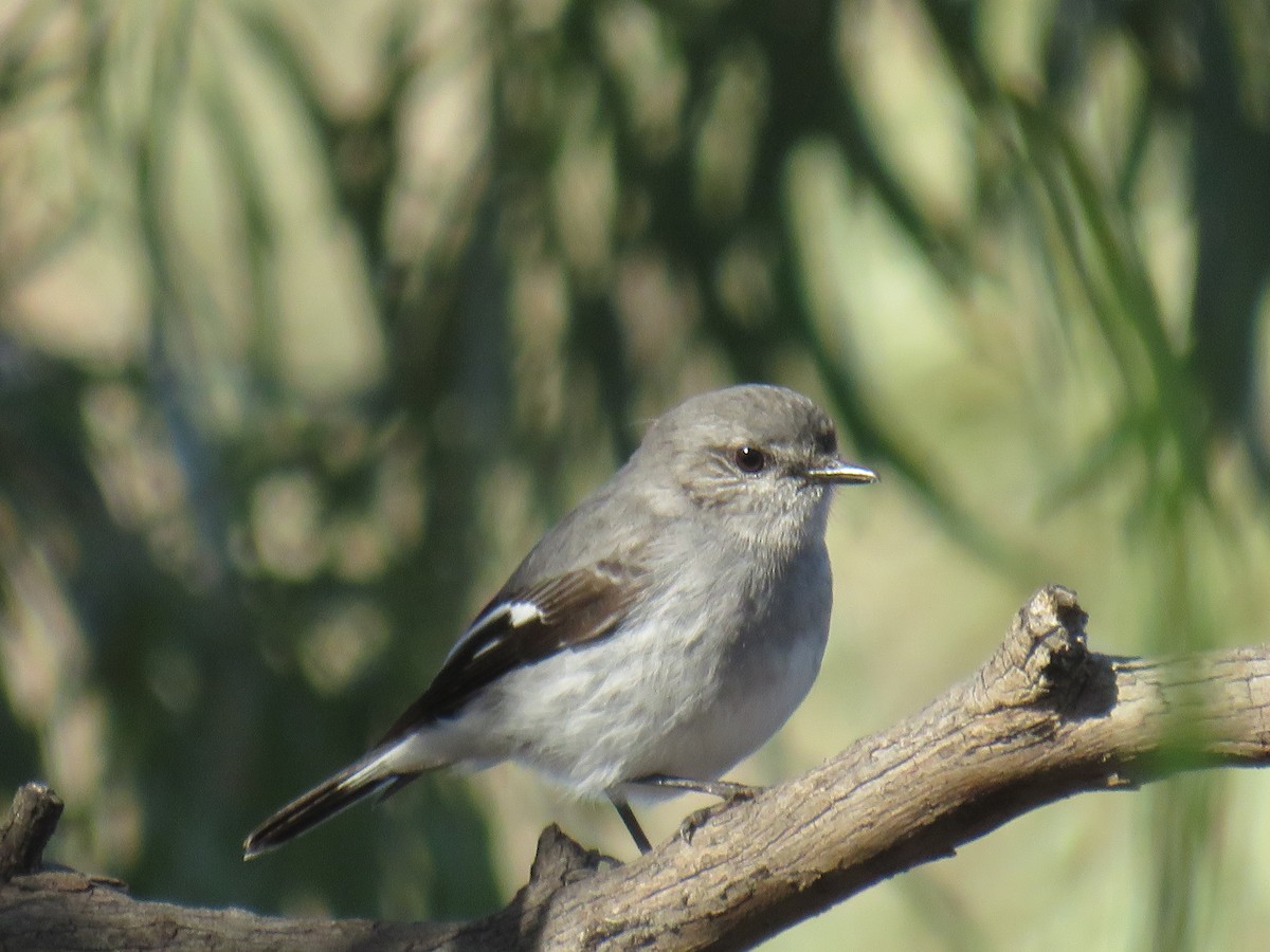 Hooded Robin - ML244451071