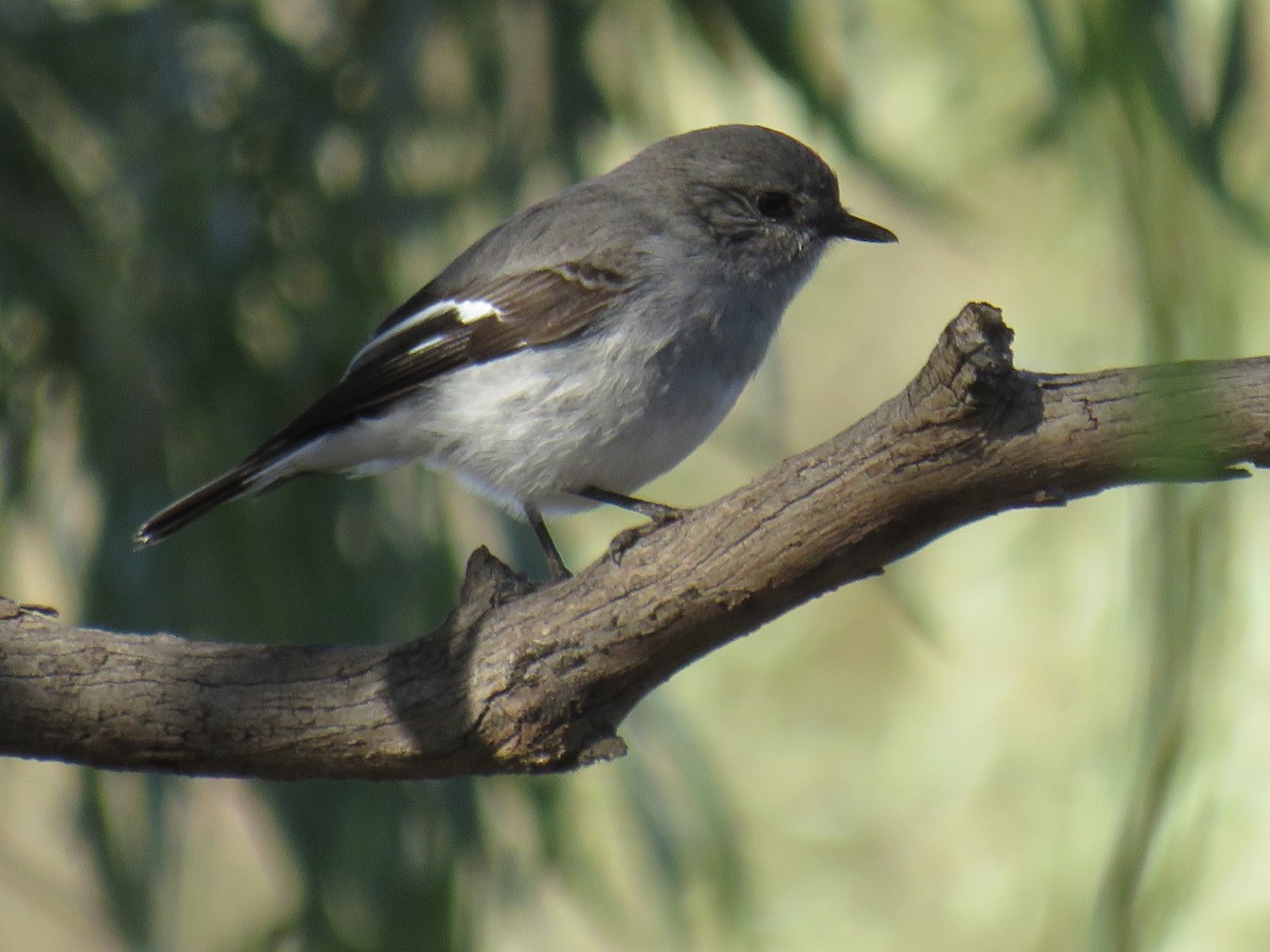 Hooded Robin - ML244451101