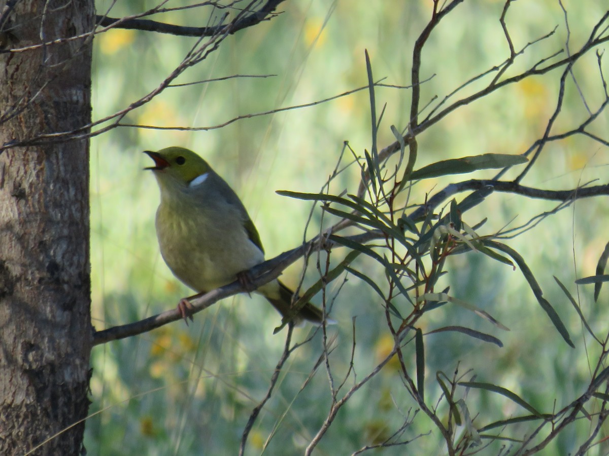 White-plumed Honeyeater - ML244451161