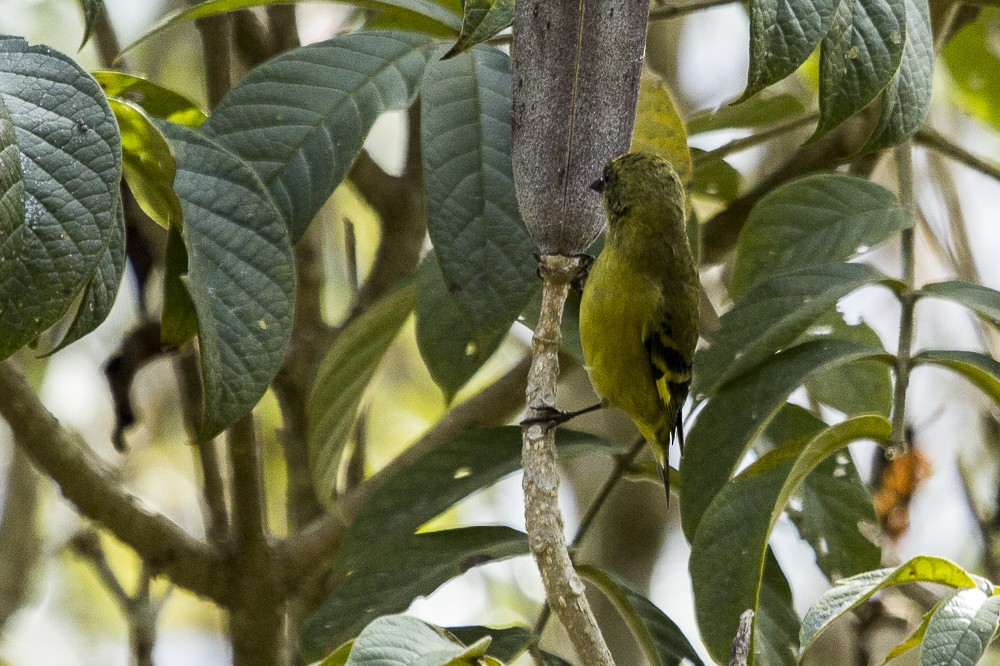 Hooded Siskin - ML244451411