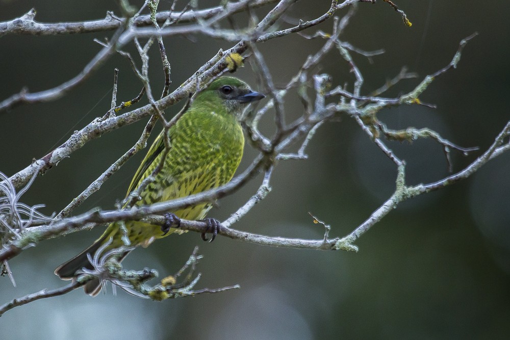 Swallow Tanager - ML244451471