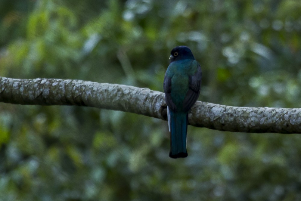 Surucuátrogon - ML244451611