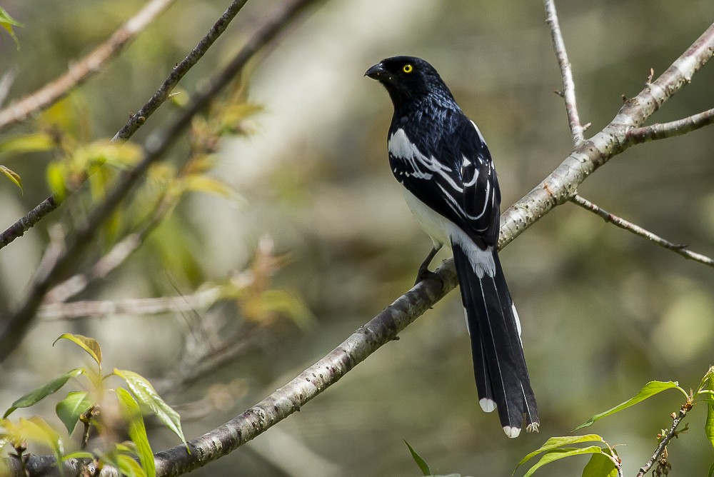 Magpie Tanager - ML244451721