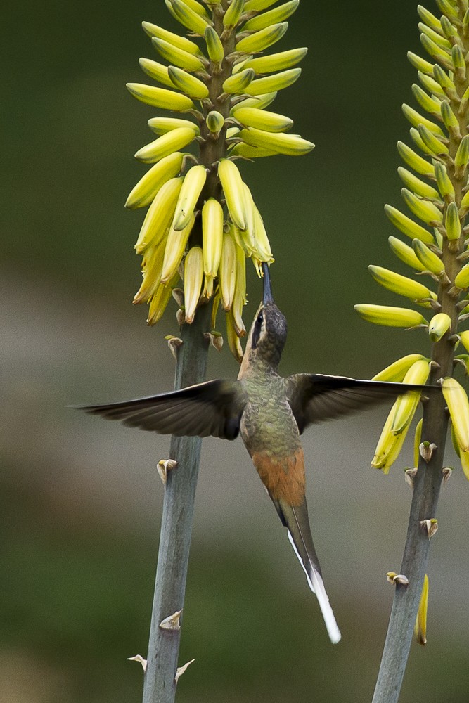 Planalto Hermit - ML244451731