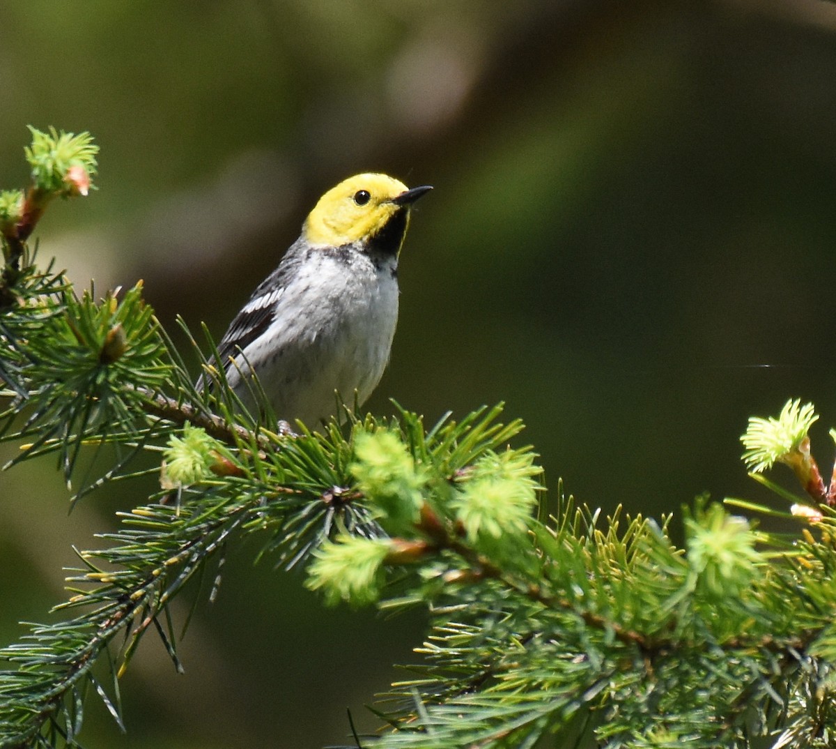 Hermit Warbler - ML244451761