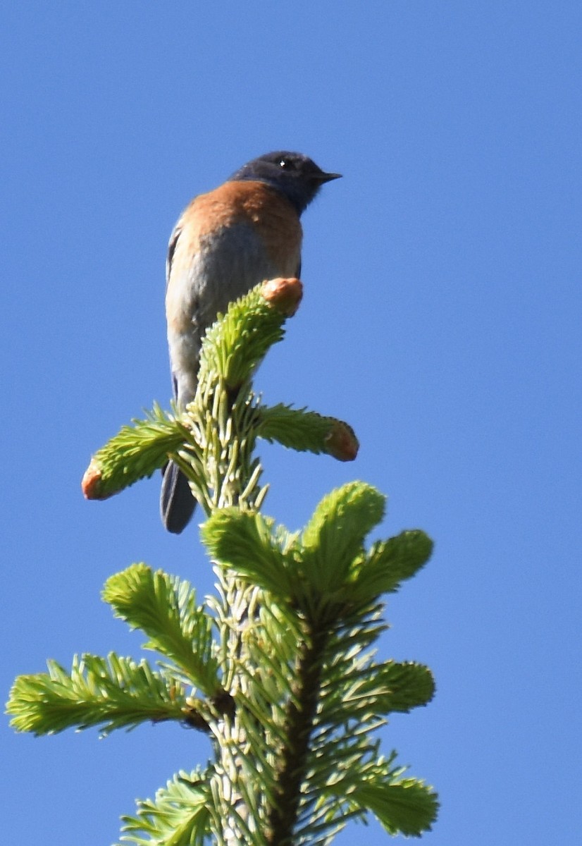 Western Bluebird - ML244451891