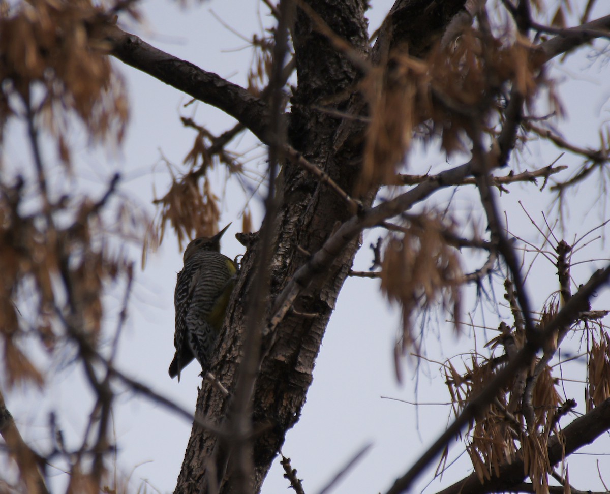Williamson's Sapsucker - ML24445191