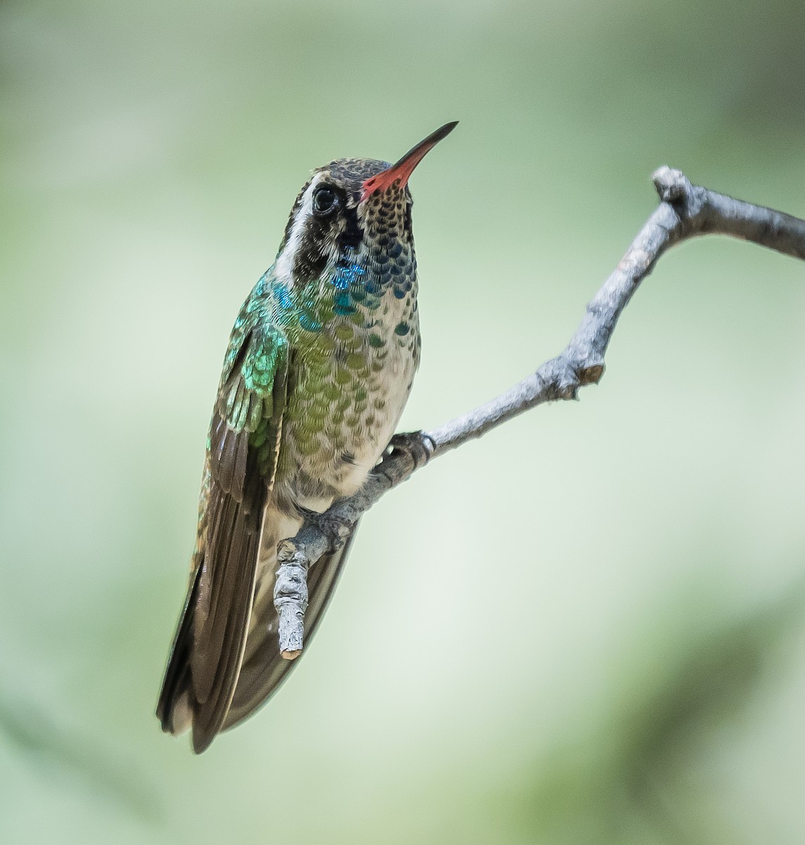 Ak Kulaklı Kolibri - ML244452051