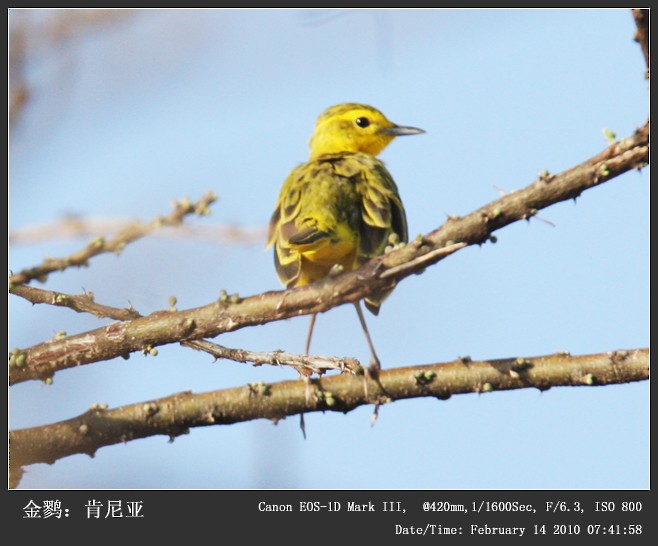 Pipit doré - ML244452611