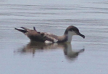 Buller's Shearwater - ML244454311