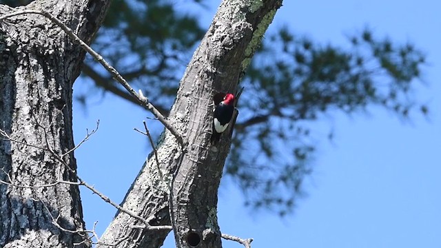 Pic à tête rouge - ML244454581