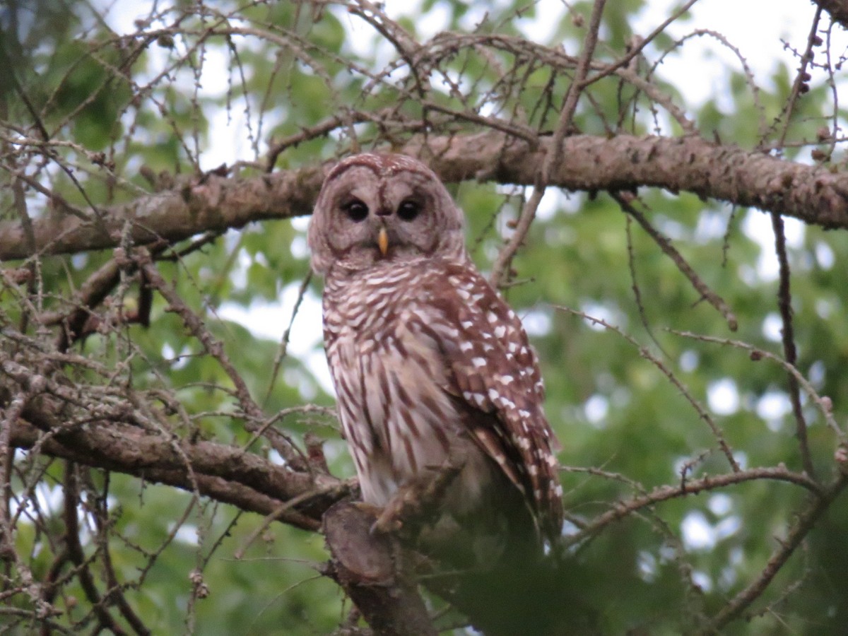 Barred Owl - Kenneth Bishop