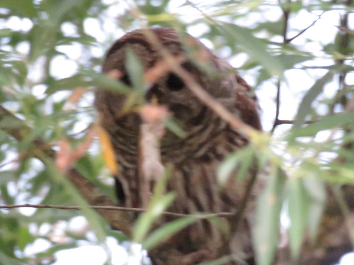 Barred Owl - ML244455131