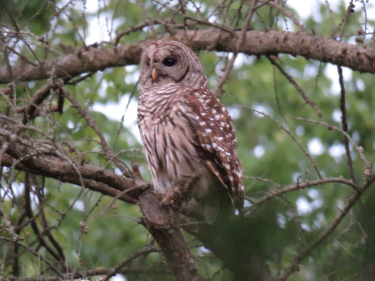 Barred Owl - ML244455141