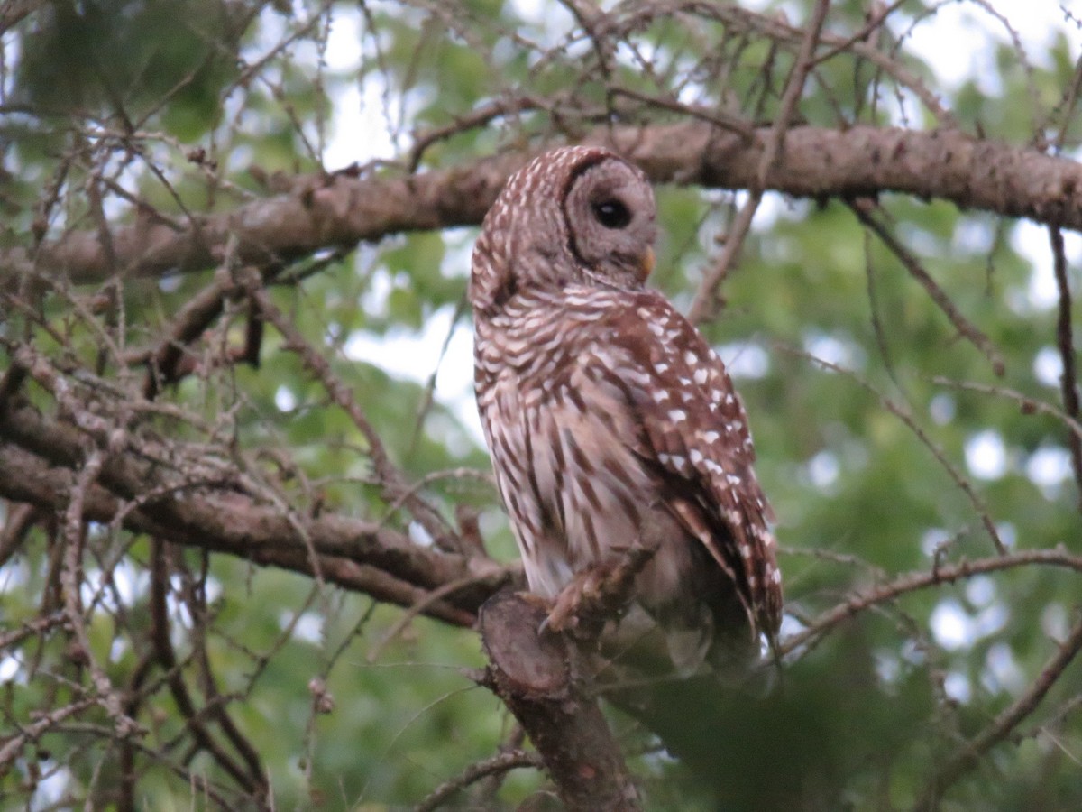 Barred Owl - ML244455161