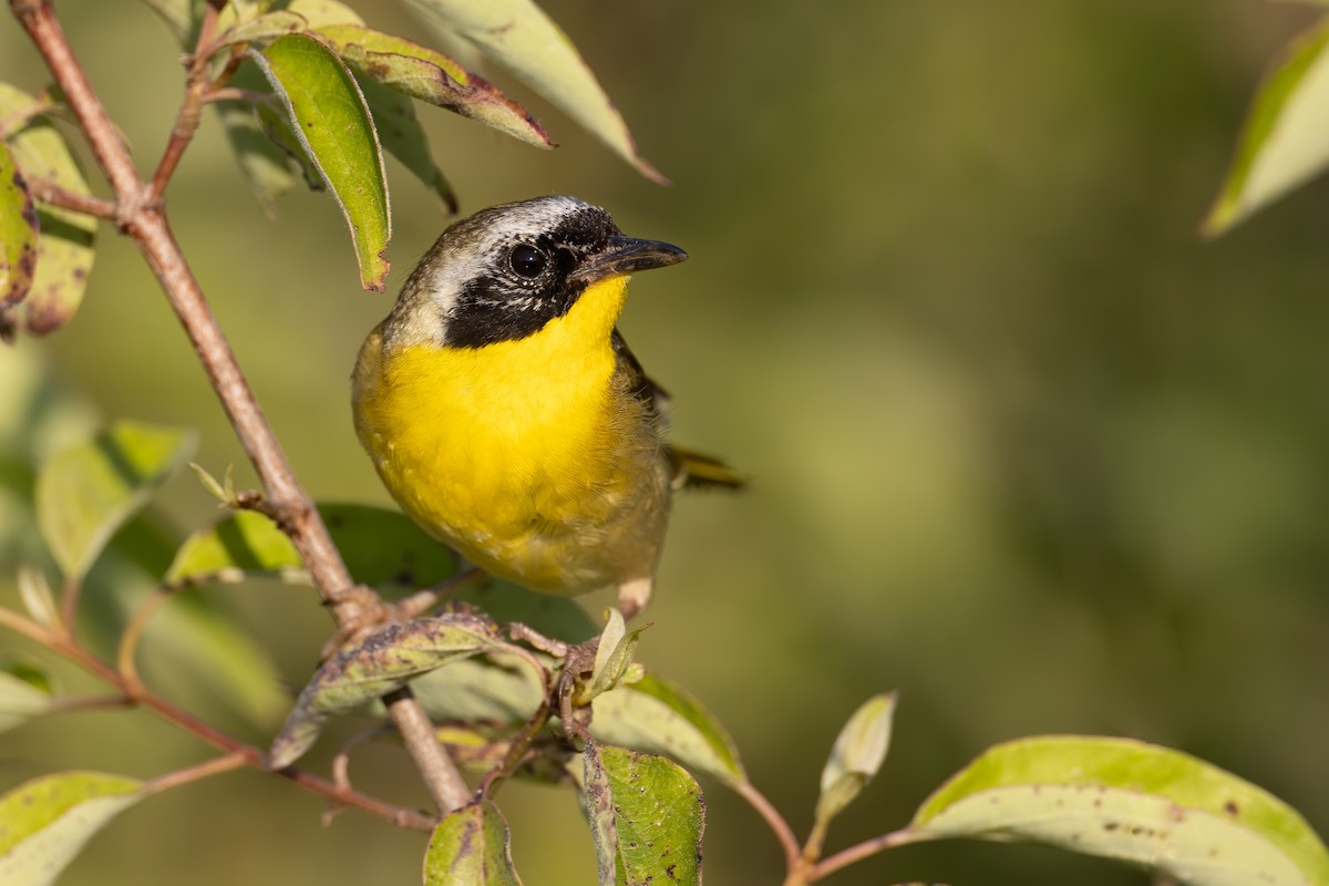 Common Yellowthroat - ML244455561