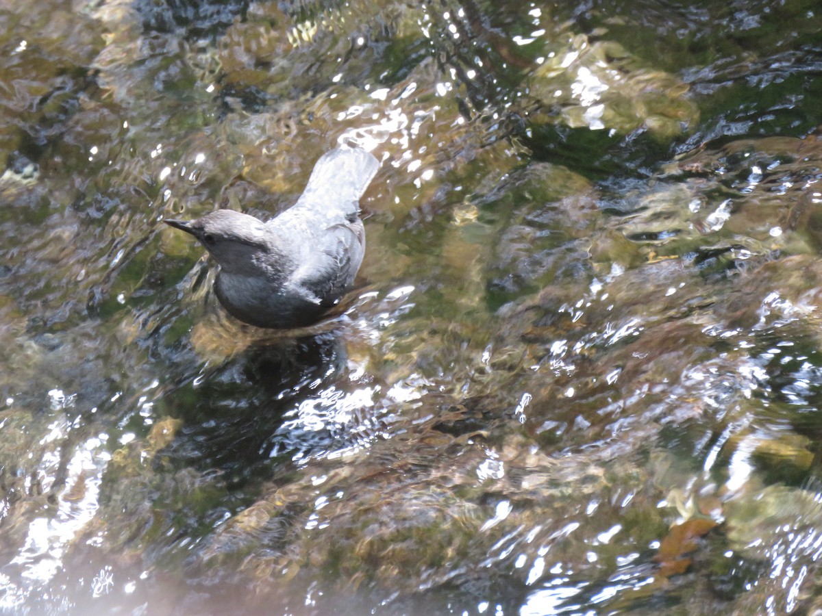 American Dipper - ML244455831