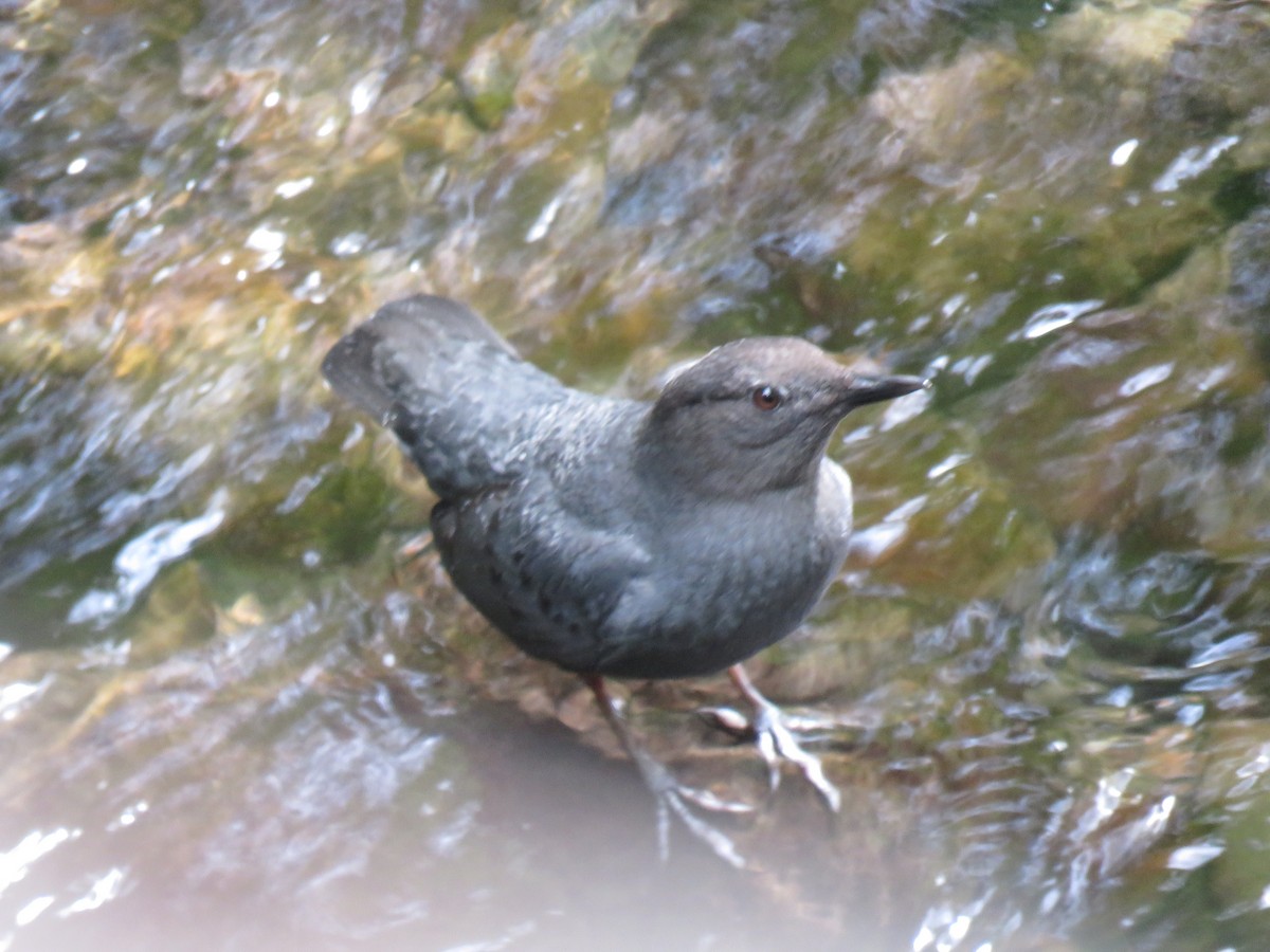 American Dipper - ML244456041