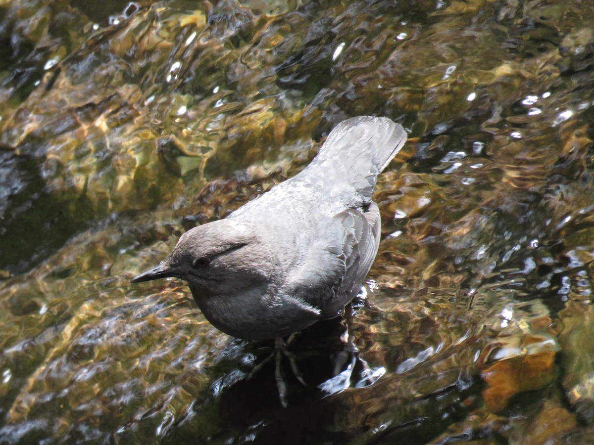 American Dipper - ML244456131