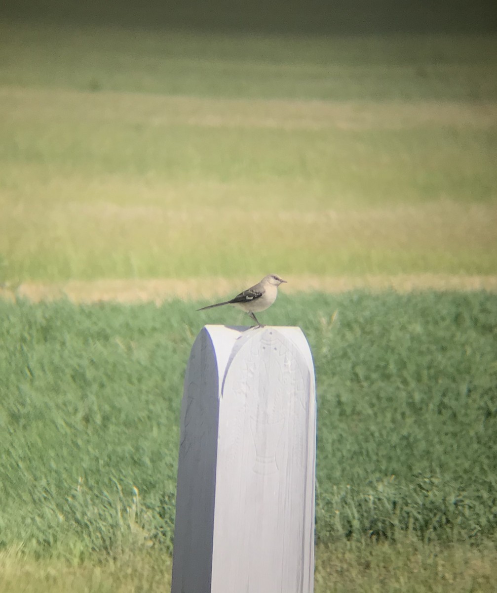 Northern Mockingbird - ML244456501