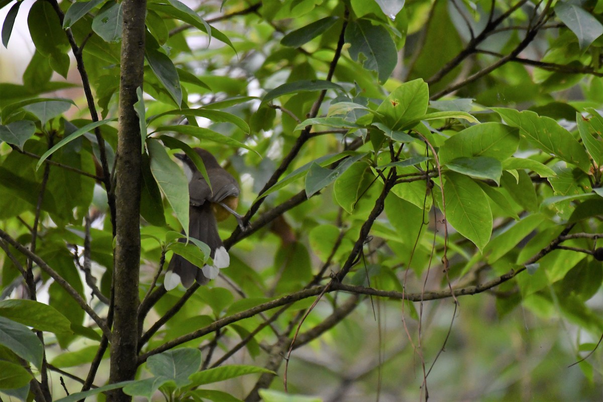 White-throated Laughingthrush - ML244456591