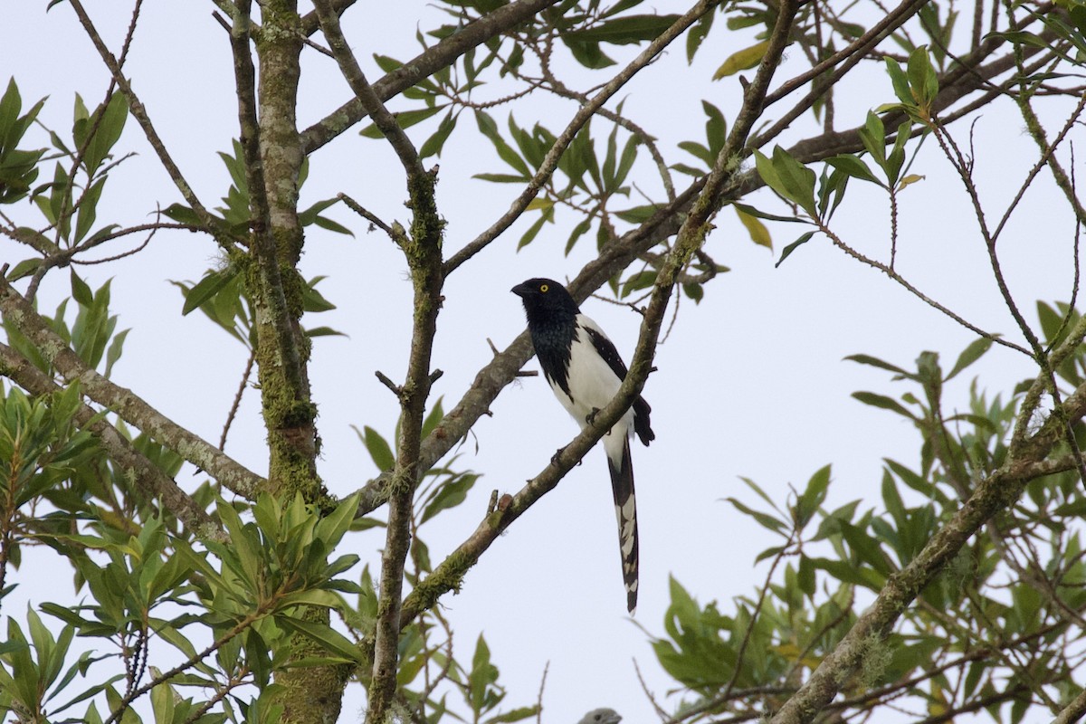 Magpie Tanager - ML244457071