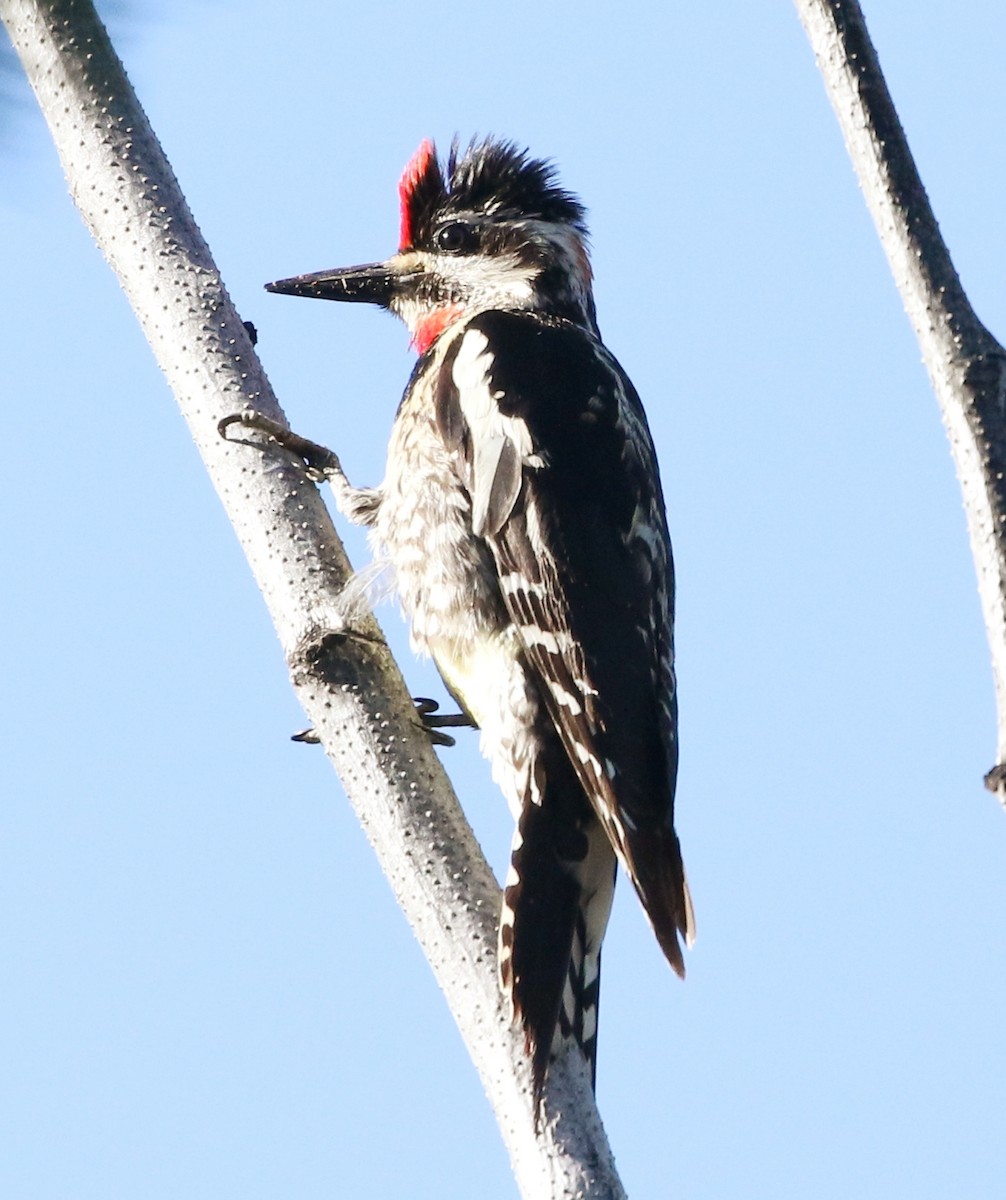 Red-naped Sapsucker - ML244458071