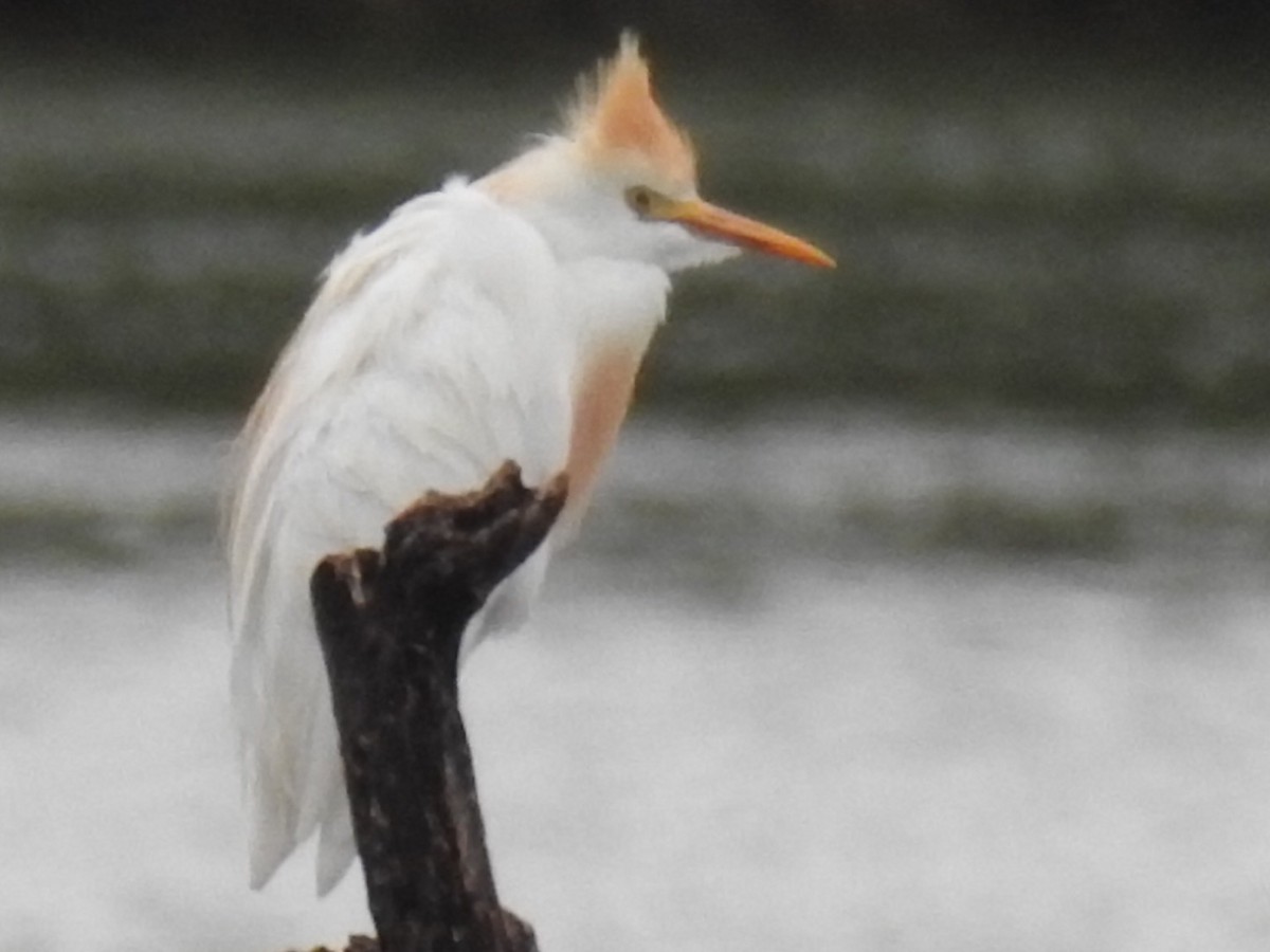 Airone guardabuoi - ML244460521