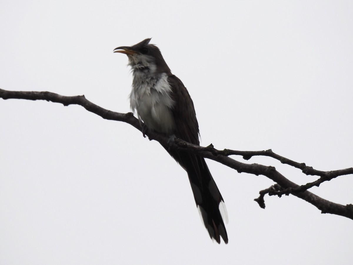 Yellow-billed Cuckoo - ML244461231
