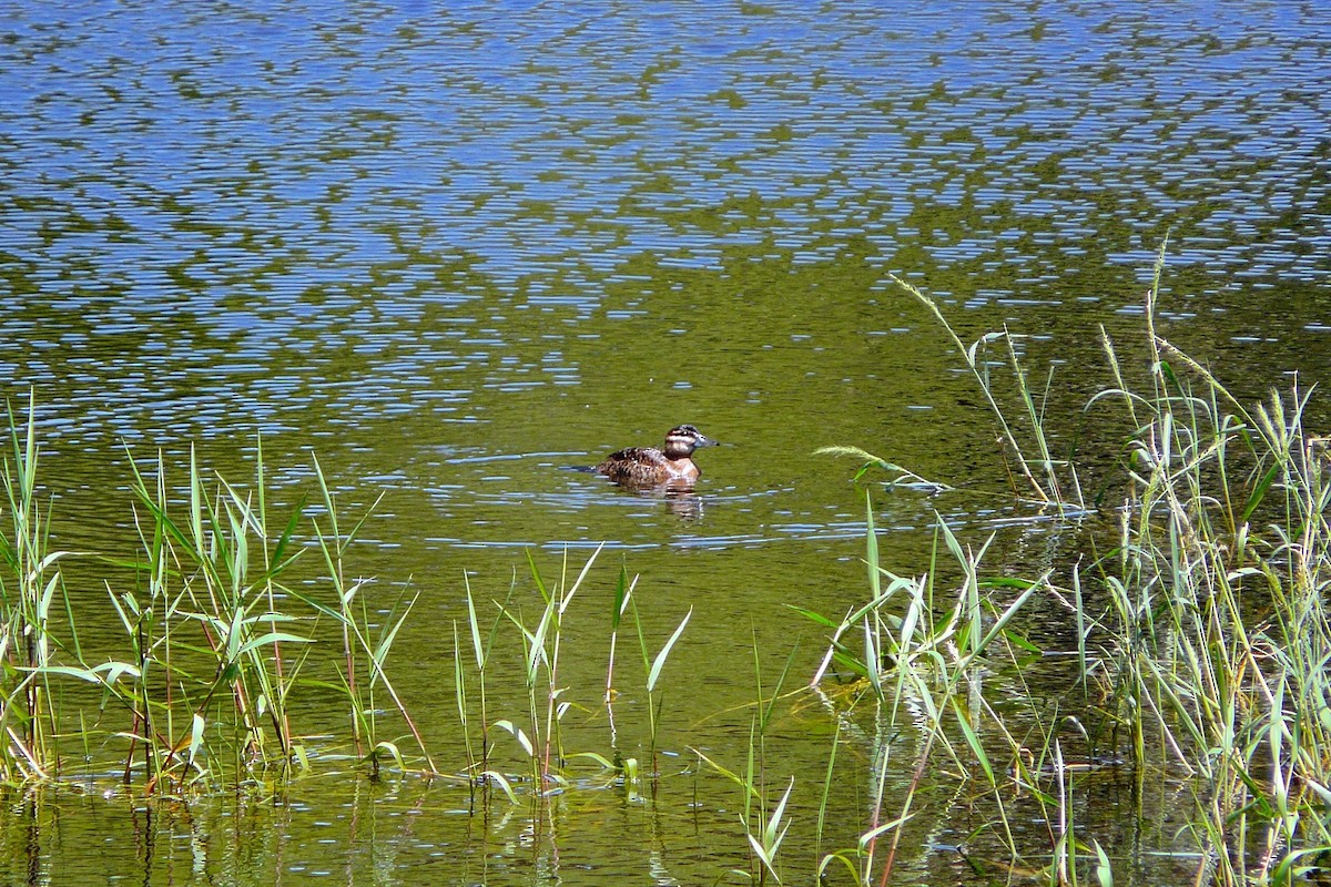 Masked Duck - ML244462991