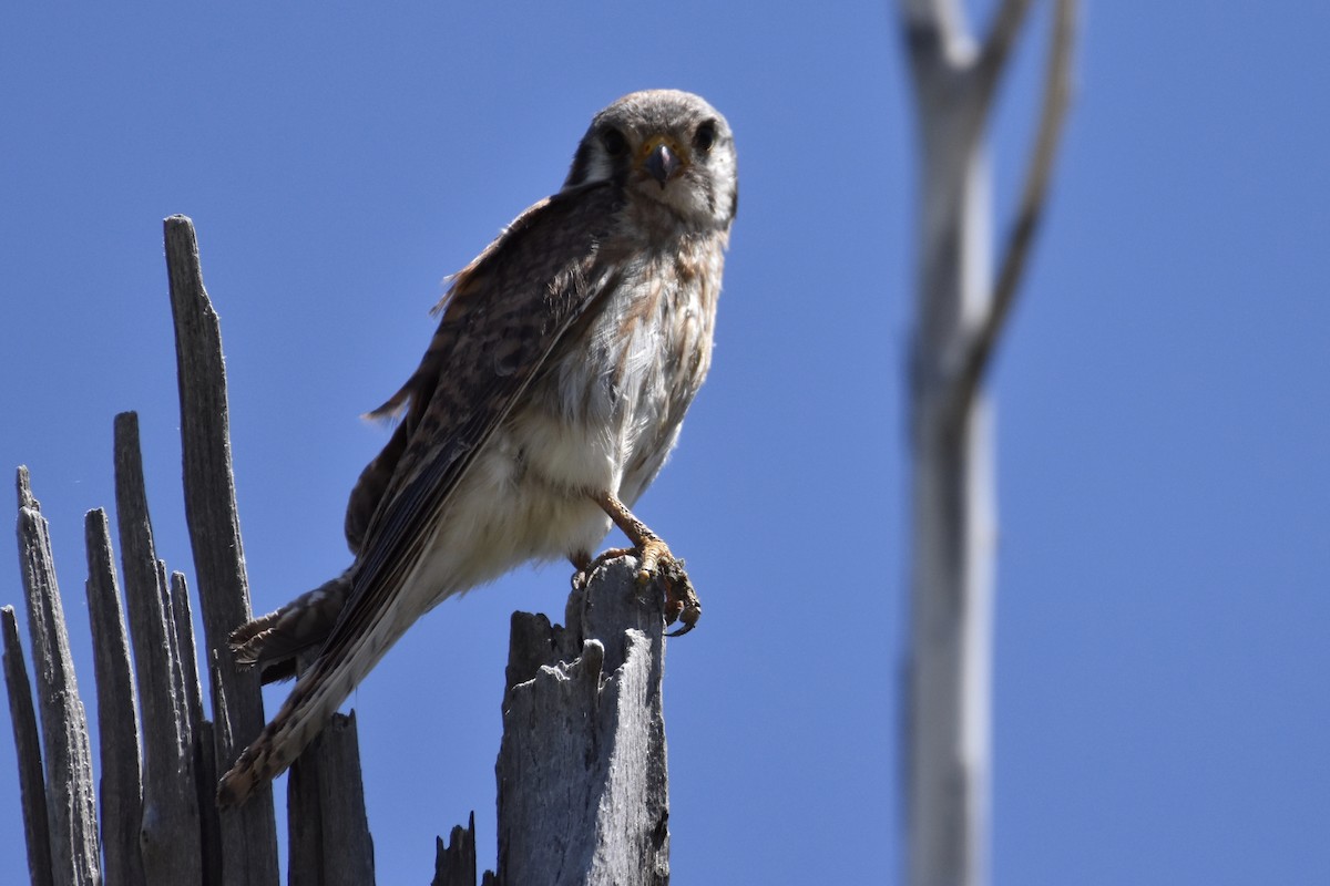 American Kestrel - ML244463221