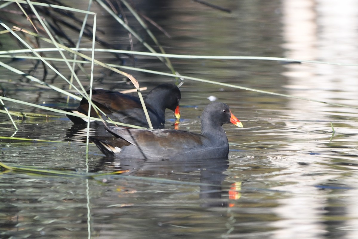 Dusky Moorhen - ML244463831