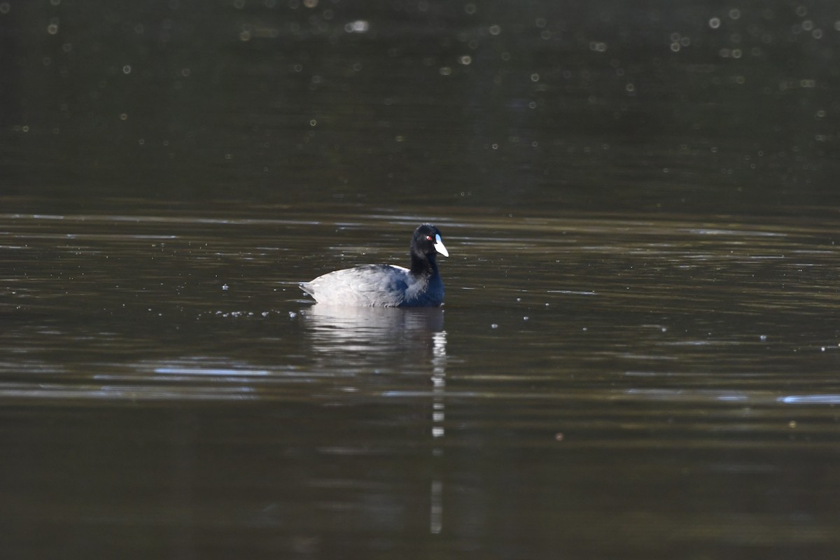 Eurasian Coot - ML244463921