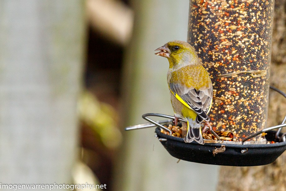 European Greenfinch - ML244464931