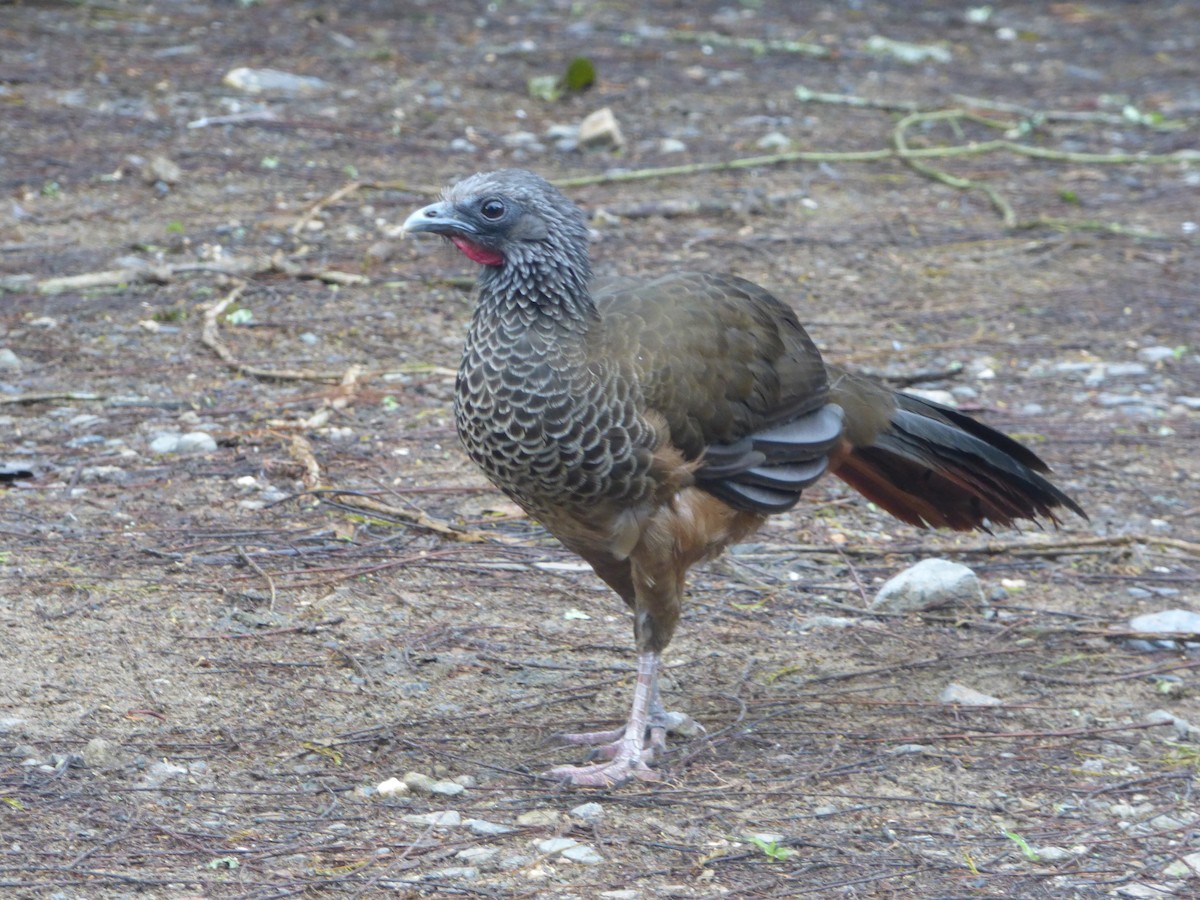 Colombian Chachalaca - Aurelie Letort