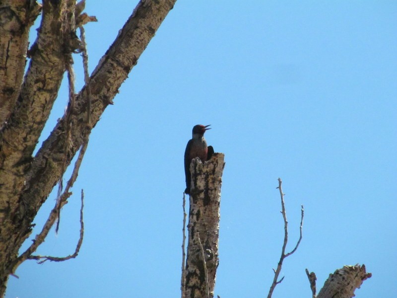Lewis's Woodpecker - ML244465851