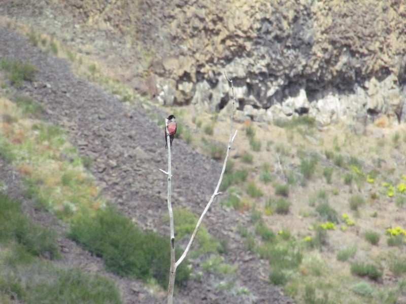 Lewis's Woodpecker - ML244465911