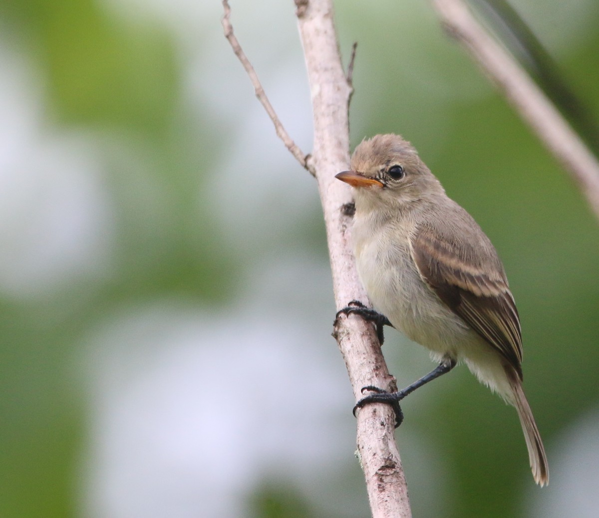 Northern Beardless-Tyrannulet - ML244466051