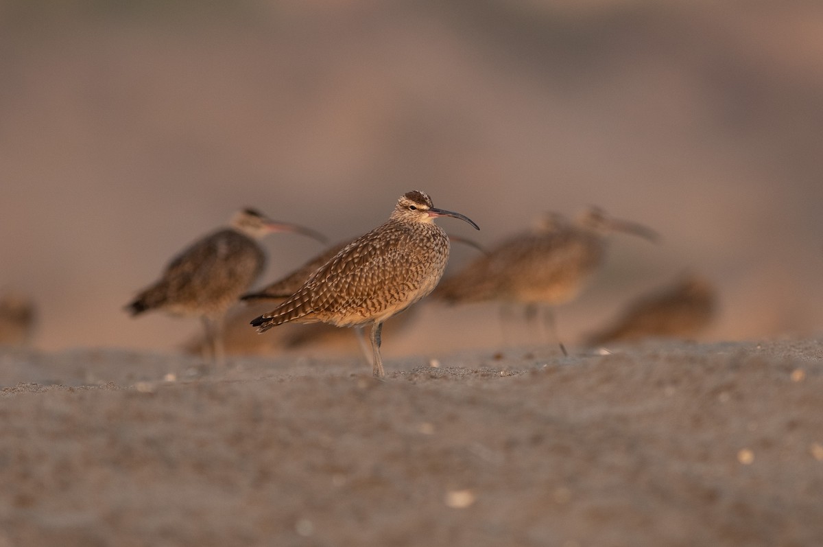 Whimbrel - Brandon Nidiffer