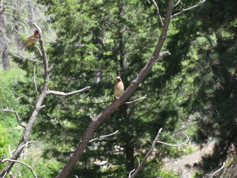 Cedar Waxwing - ML244466391