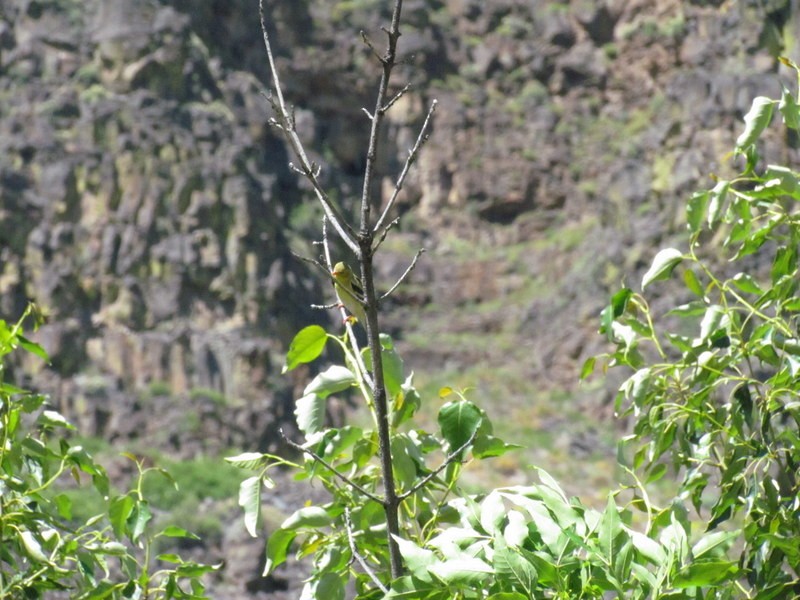 American Goldfinch - ML244466551