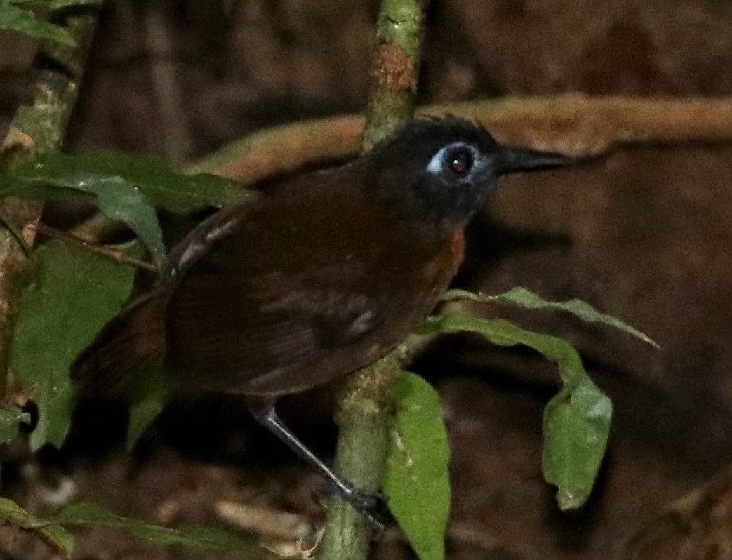Chestnut-backed Antbird - ML244467701