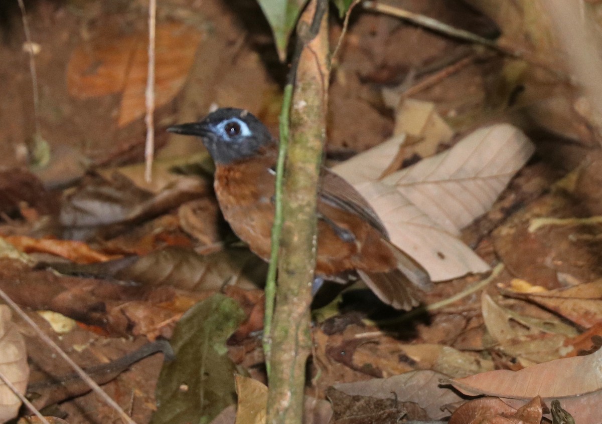 Chestnut-backed Antbird - ML244467731