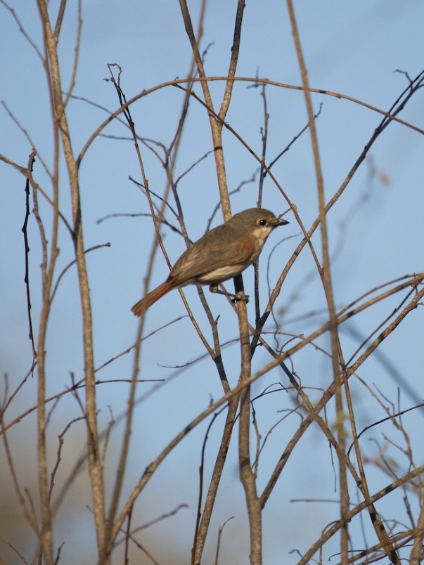 Red-tailed Vanga - ML244467761