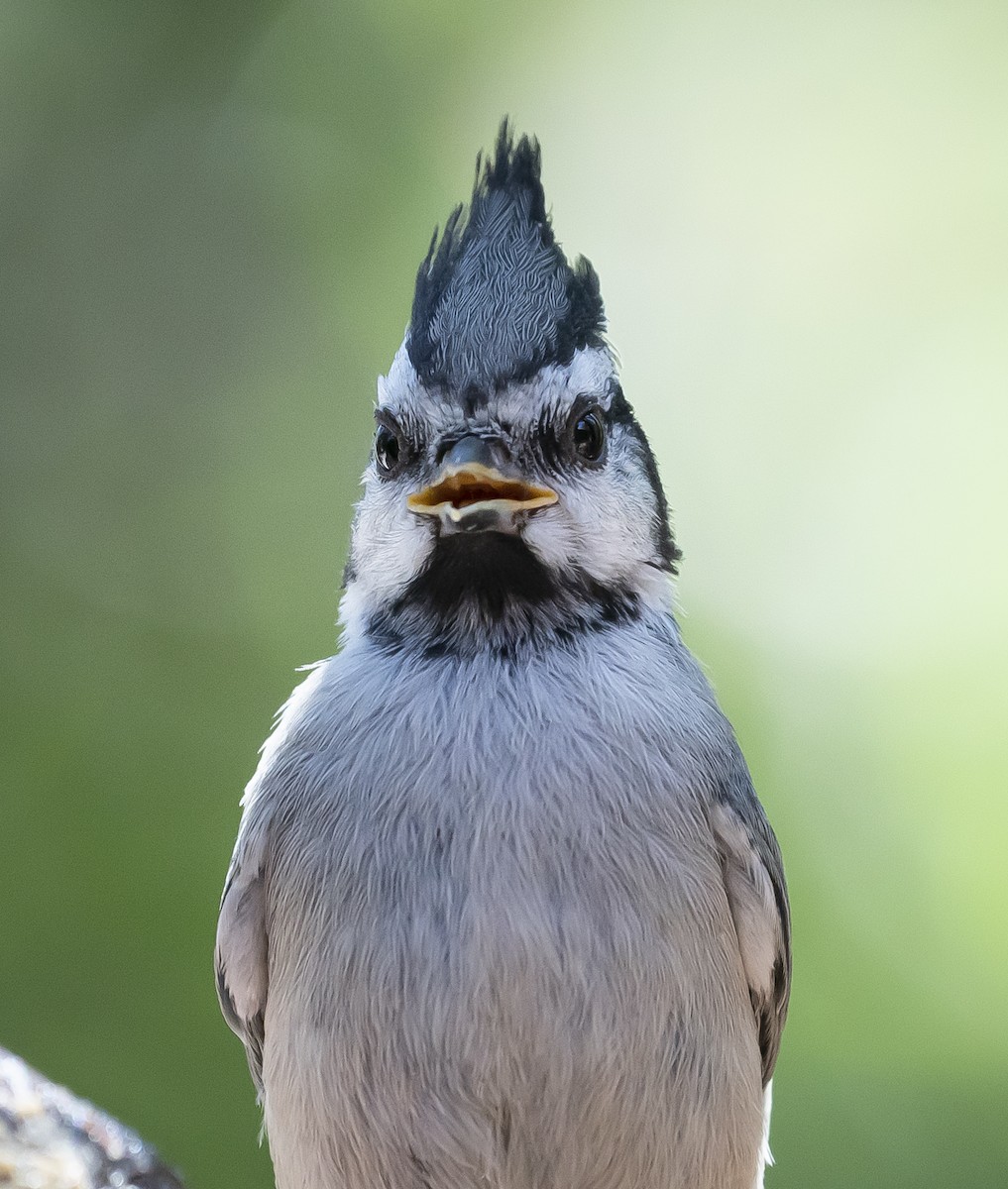 Bridled Titmouse - Anonymous