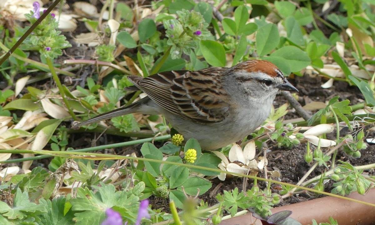 Chipping Sparrow - ML244469781
