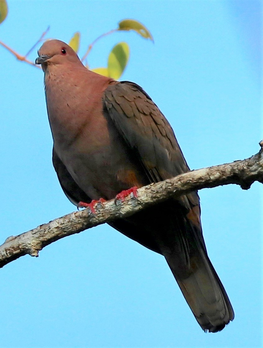 Short-billed Pigeon - Paul Morf