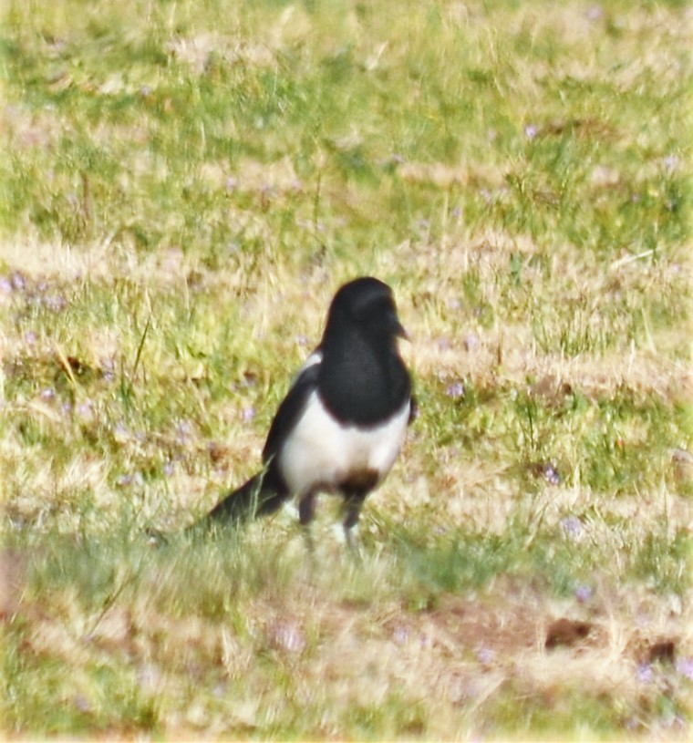 Black-billed Magpie - ML244472011