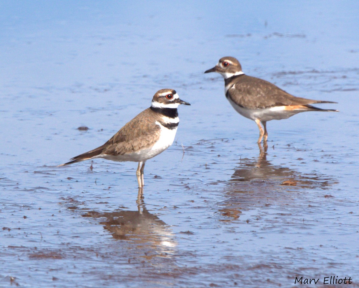 Killdeer - ML24447341