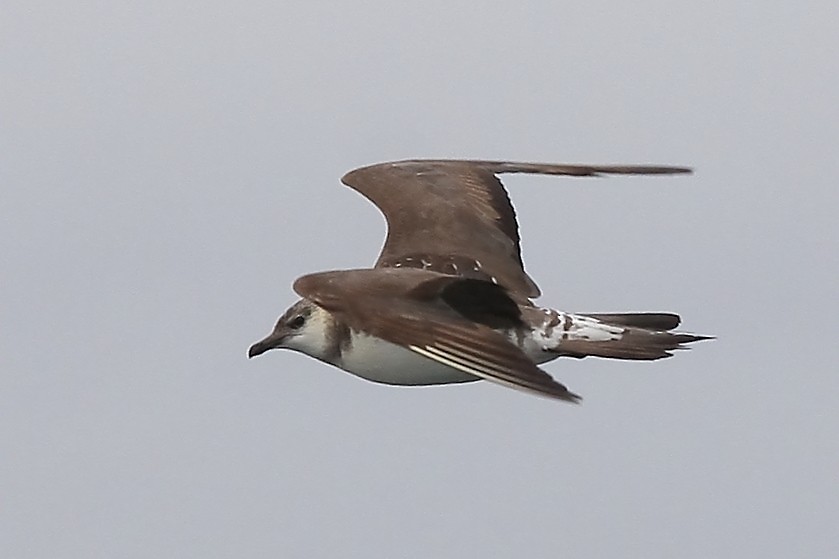 Long-tailed Jaeger - ML244475151